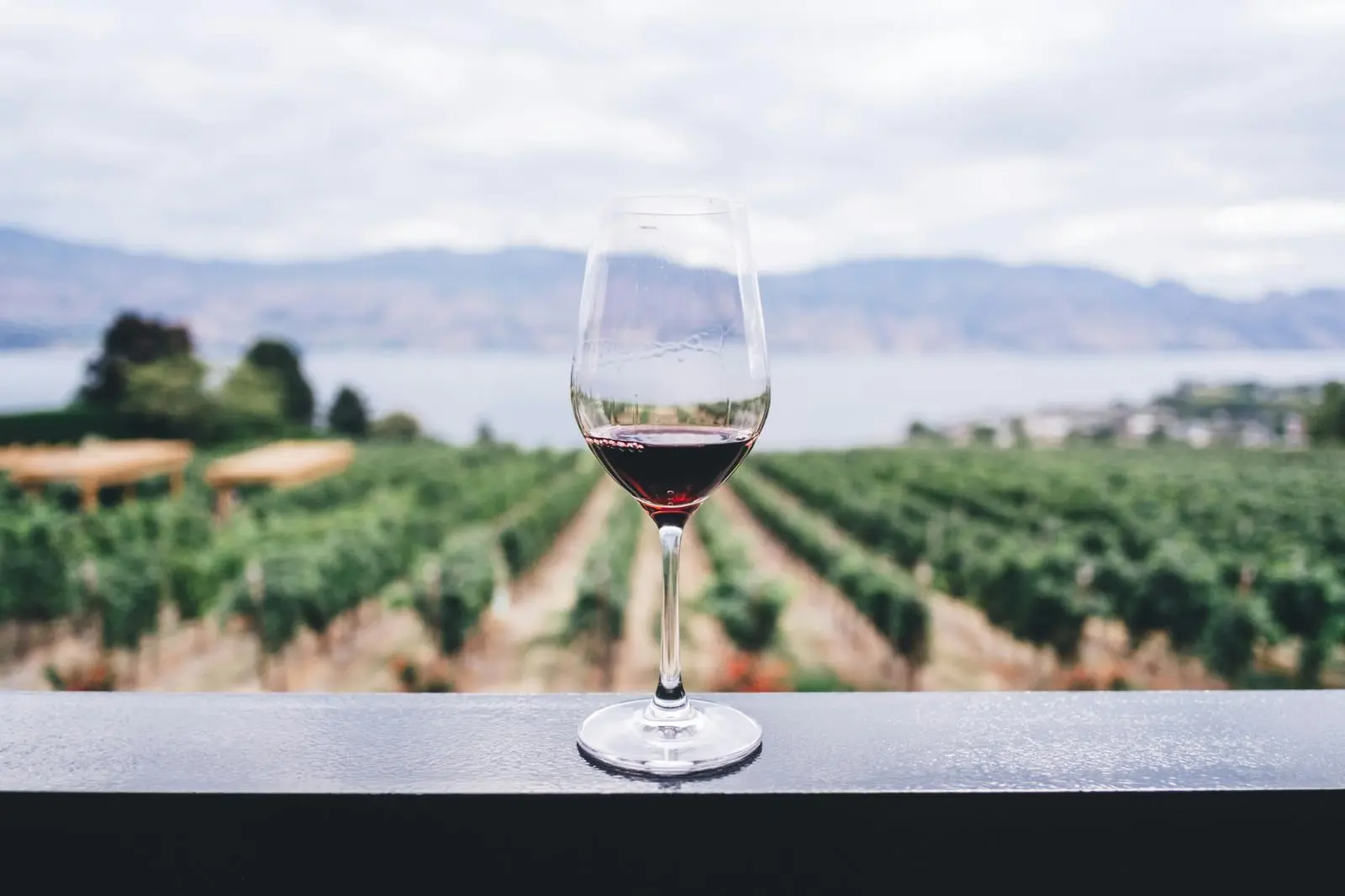 Vineyards near Mount Vesuvius during harvest season in September